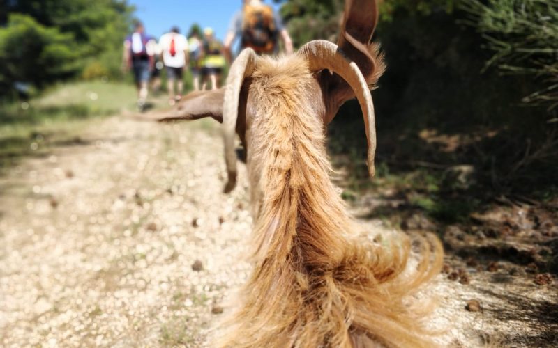 Εξωτερικός συνεργάτης Ζωοτέχνης/Κτηνίατρος στον ΑΣ Βαμβακούς