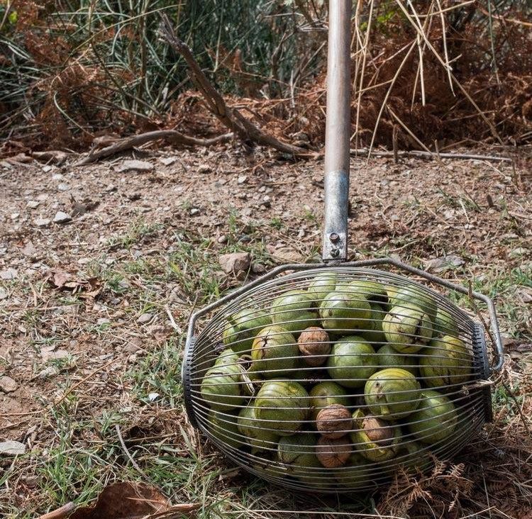 Walnut picking in Vamvakou… with Strigles