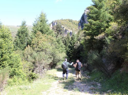 Πεζοπορία στα Μονοπάτια της Βαμβακούς