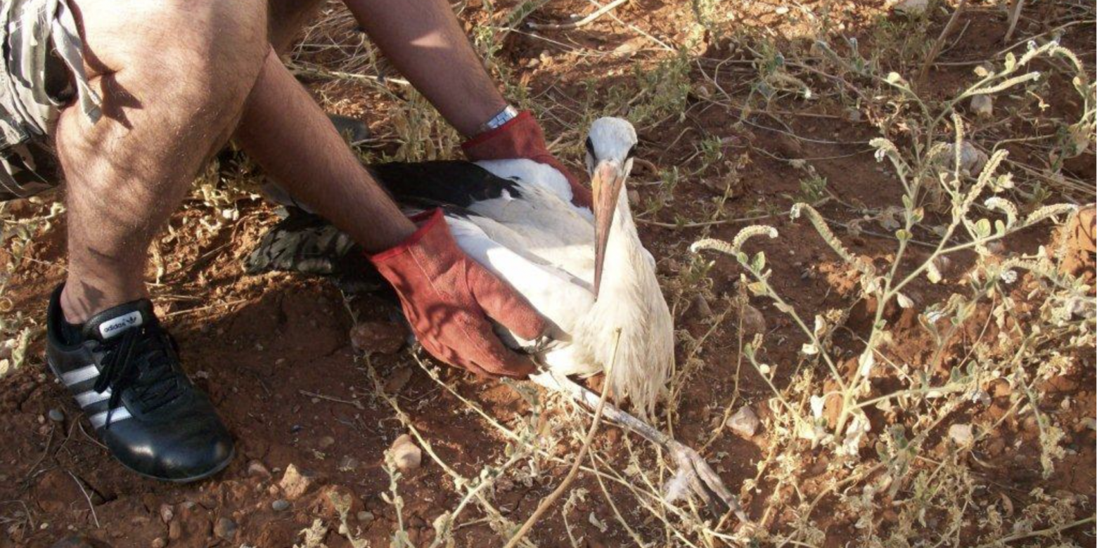 Bird migration in the area of Parnon