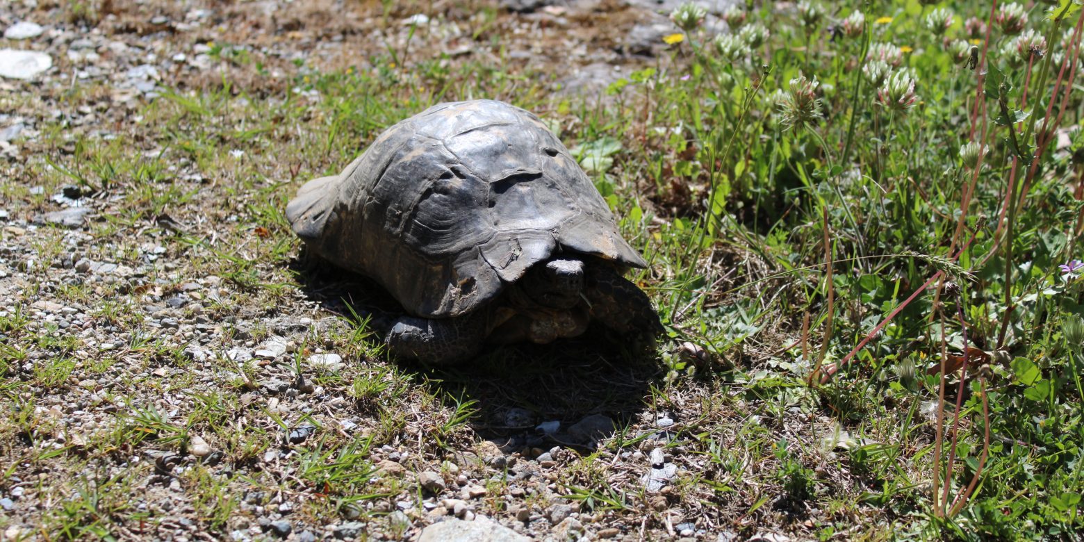 Turtles… the descendants of dinosaurs