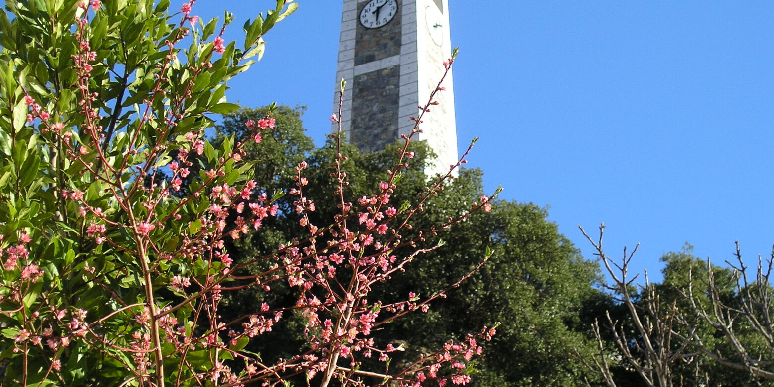 May has blossomed in Vamvakou, Lakonia!