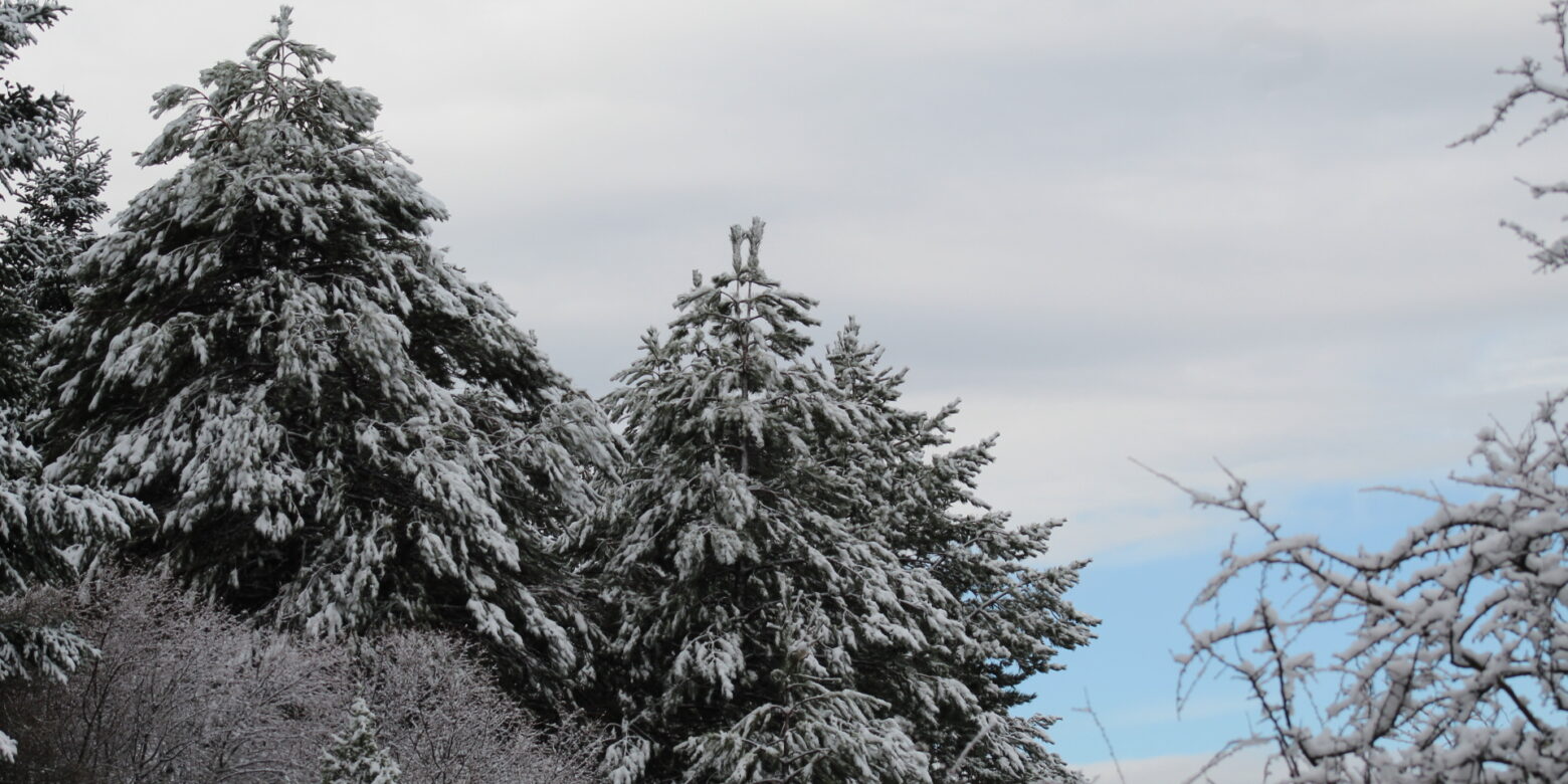 The forest at the heart of winter