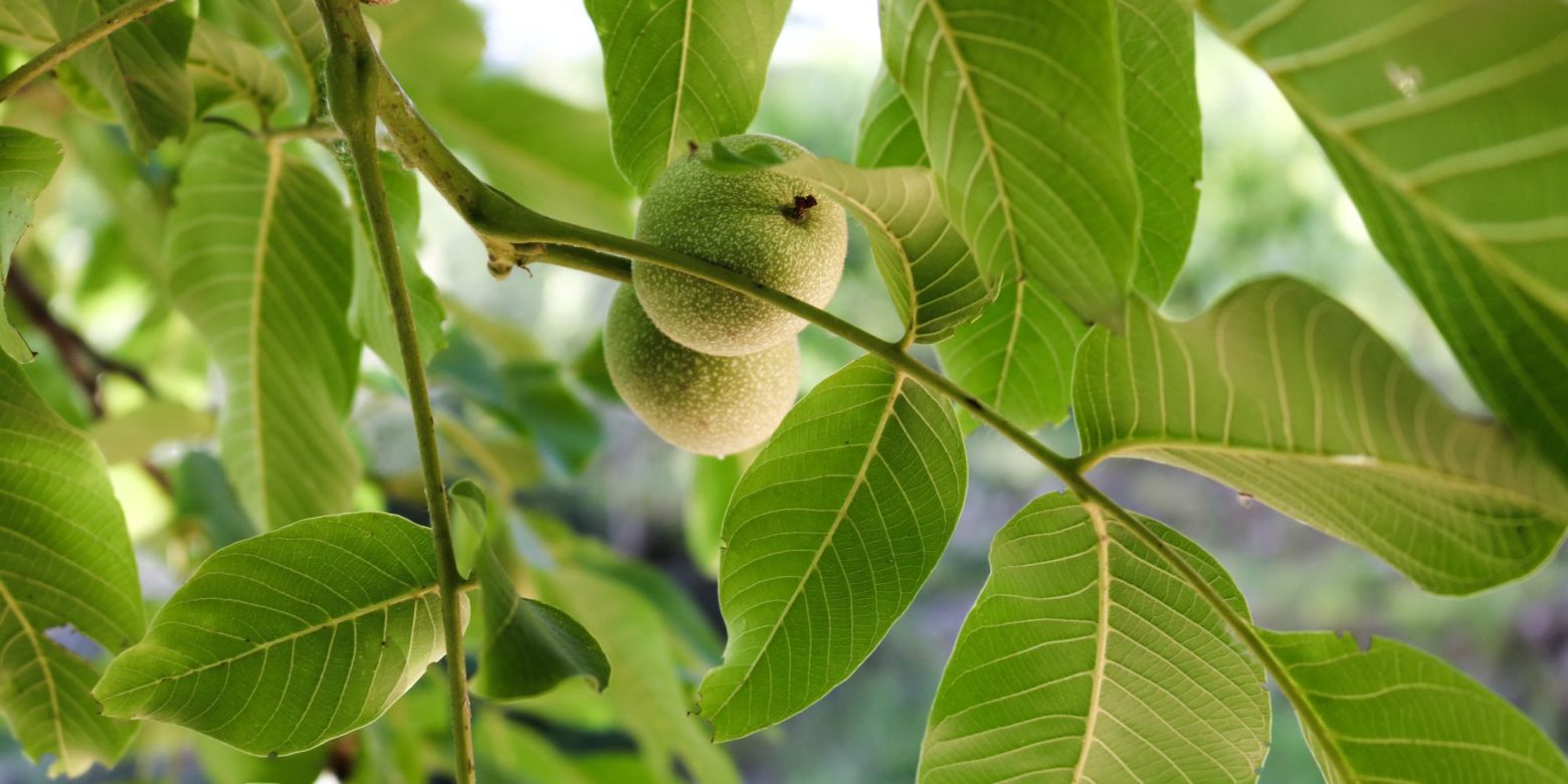 Treasure hunt for tough nuts