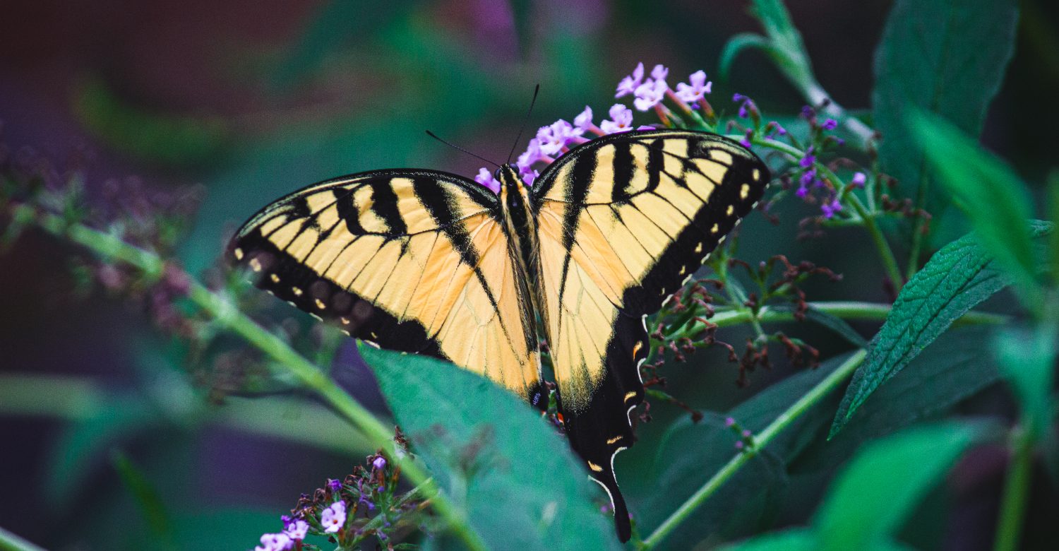 Image by freepik/wirestock 